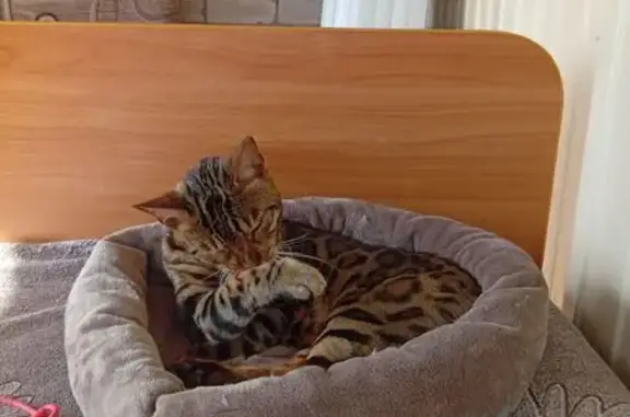 Пропала кошка, Набережные Челны — бенгальская, 4 года - photo