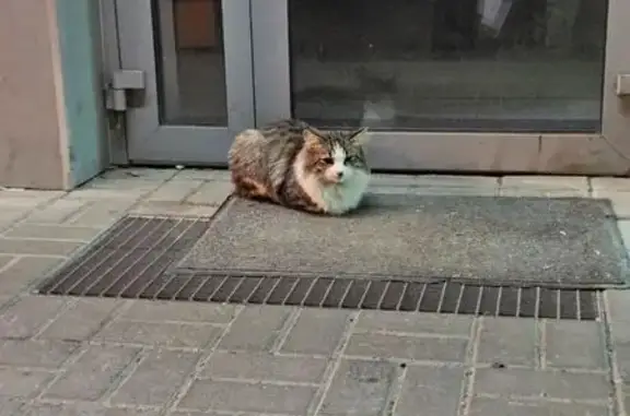 Найдена кошка, Казань, фото: Найдена кошка, Карбышева, д. 48, Казань — спокойно лежит у двери