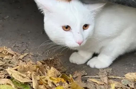 Найдена кошка, Казань, фото: Найдена кошка, Казань, Восстания — белая, с пятном на голове