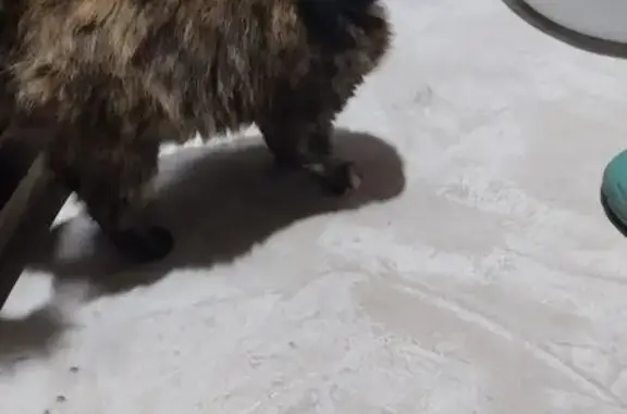 Найдена кошка, Казань, фото: Найдена кошка, Каспийская, Казань — черно-рыжая, ласковая