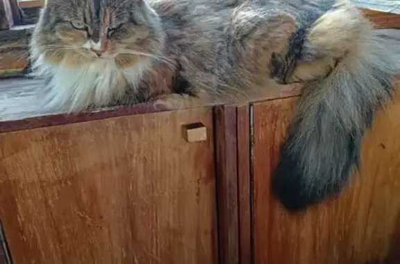 Пропала кошка, Гатчина, Володарского, Гатчина — трёхцветная, 14 лет - photo