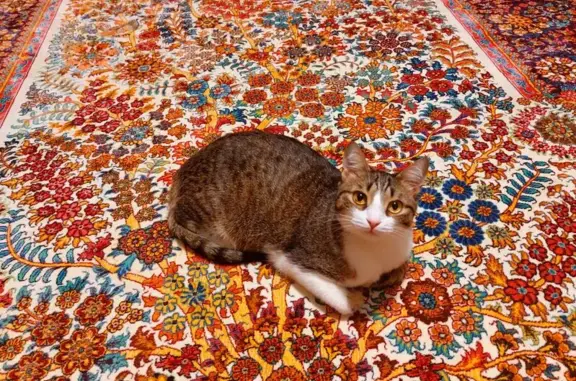 Пропала кошка, Дачная, д. 30А, Саратов — серо-бело-черный кот с необычным рисунком на радужках - photo