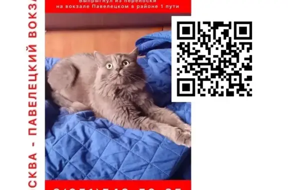 Пропала кошка, район Замоскворечье (г. Москва), Павелецкая, д. 2 2, Москва — Тимоша, серого окраса - photo