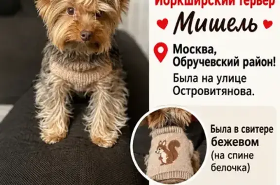 Собаки потеряшки, Москва, фото: Потеряшка собака, Район Теплый Стан (г Москва), Островитянова, д. 10 4, Москва — йоркширский терьер, 11 лет