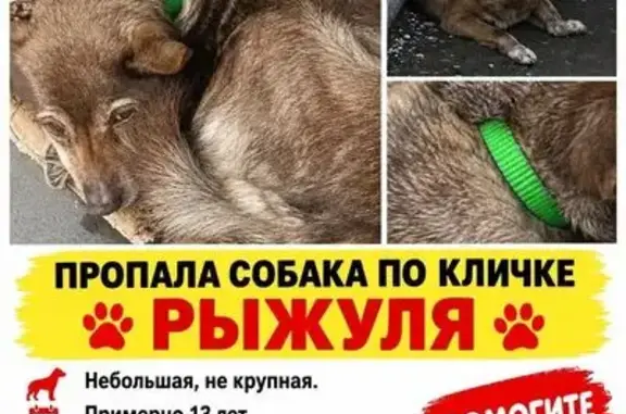 Пропала собака, Воронеж — небольшая, возрастная - photo