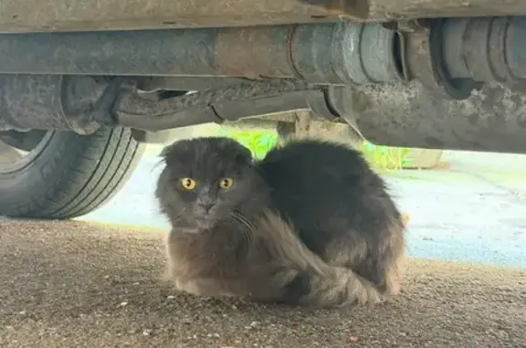 Найдена кошка, Санкт-Петербург, фото: Найдена кошка, Район Центральный (г Санкт-Петербург), Рубинштейна, д. 25 Б, Санкт-Петербург — яркие жёлтые глаза