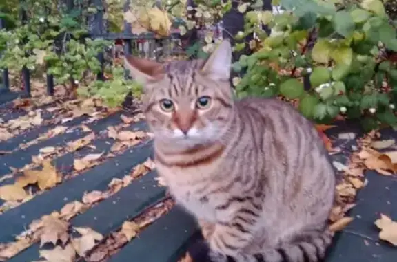 Найдена кошка, Москва, фото: Найдена кошка, Косинская, д. 28, Москва — пугливая, чистая