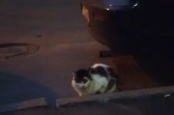 Найдена кошка, Санкт-Петербург, фото: Найдена кошка, Софийская, д. 57, Санкт-Петербург — пушистая, не боится людей и машин