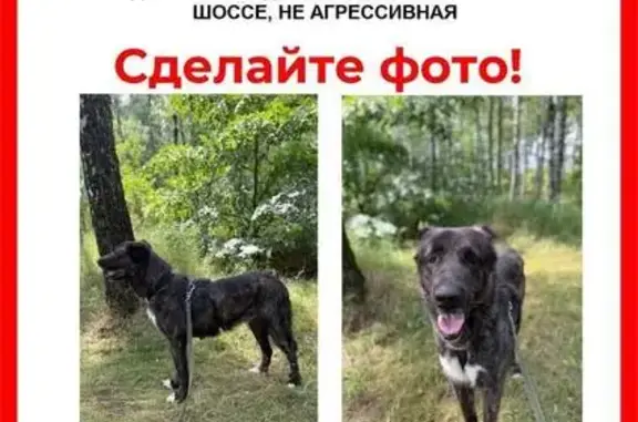 Собаки потеряшки, Люберцы, фото: Потеряшка собака, Поселок городского типа Малаховка (г Люберцы), Люберцы