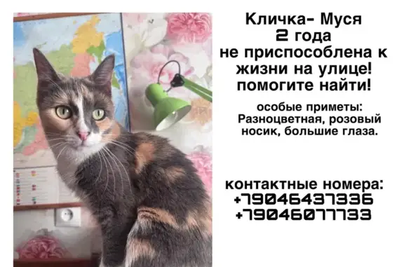 Кошки потеряшки, Санкт-Петербург, фото: Потеряшка кошка, Шаумяна, д. 69, Санкт-Петербург — большие глаза, розовый носик