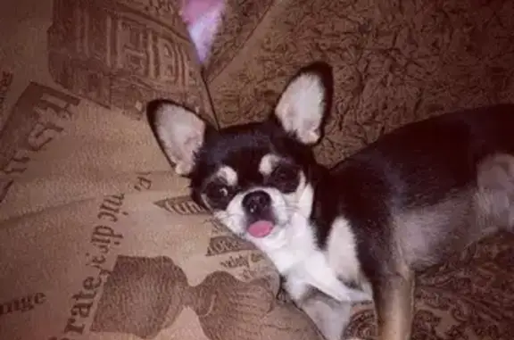 Пропала собака, Виноградная, д. 152, Сочи — примета: высунутый язык - photo