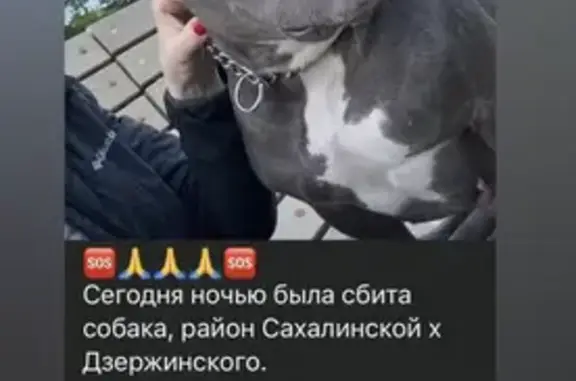 Пропала собака-девочка, имени Ф.Э. Дзержинского, д. 10, Южно-Сахалинск — убежала после испуга - photo