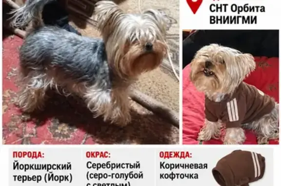 Пропала собака, Квартал Садовые участки Орбита (г Обнинск), д. 2, Обнинск — коричневая кофточка - photo