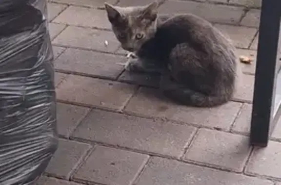 Пропала кошка, Калининград, Грига, д. 2 — серый котёнок - photo