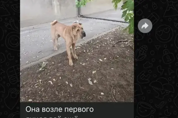 Пропала собака, Дальневосточная, Ростов-на-Дону — рыжая девочка - photo
