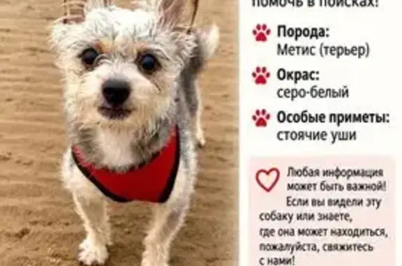 Пропала собака, Санкт-Петербург — ласковая - photo