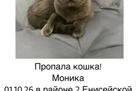Пропала кошка, 2-я Енисейская, Омск - photo