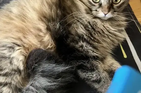 Пропала кошка, Космонавтов, д. 44, Люберцы — сибирская и боязливая - photo