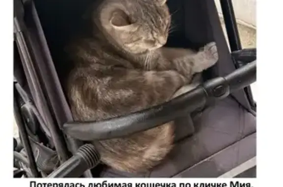 Кошки потеряшки, Марусино, фото: Потеряшка кошка, Село Марусино, Ежевичная, д. 6, Марусино — серая, чёрные точки на животе