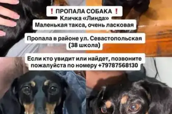 Пропала собака, Данилова, Симферополь — маленькая и ласковая - photo