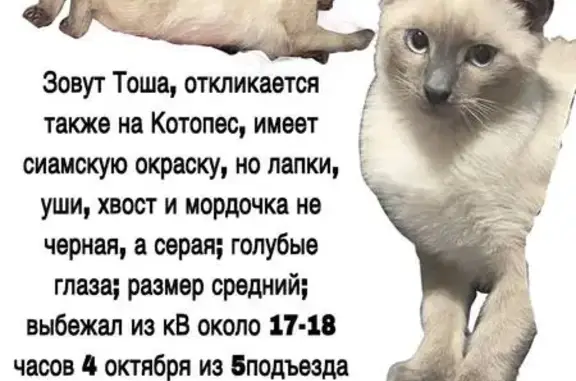 Пропала кошка, Генерала Симоняка, д. 25 А, Санкт-Петербург — сиамский кот с ярко-голубыми глазами - photo