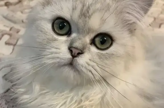 Пропала кошка, Ленинская, д. 41, Раменское — кот Степа - photo