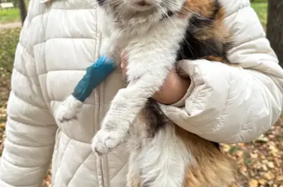 Найдена кошка, Москва, фото: Найдена кошка, Лодочная, д. 9, Москва — трехцветная