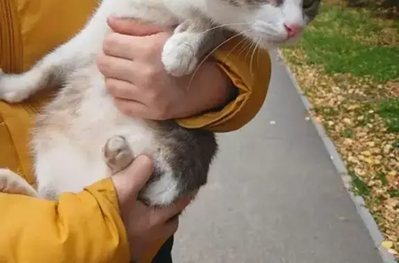 Найдена кошка, Казань, фото: Найдена кошка, Район Приволжский (г Казань), Юлиуса Фучика, д. 101, Казань — ласковая и контактная
