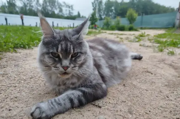 Пропала кошка, Калуга, Полянка, д. 1г — серая, взрослая, без ошейника - photo