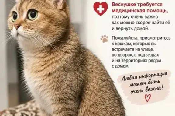 Пропала кошка, Тверь, Комсомольский, д. 3, Тверь — окрас шиншилла - photo