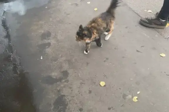 Найдена кошка, Москва, фото: Найдена кошка, Район Можайский (г Москва), Горбунова, д. 12 4, Москва — очень добрая, идёт к людям