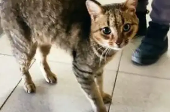 Найдена кошка, Казань, фото: Найдена кошка, Беломорская, д. 7/14, Казань — дружелюбная