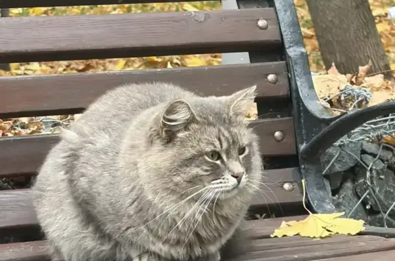 Найдена кошка, Москва, фото: Найдена кошка, Бережковская, д. 10, Москва — взрослая, рядом два котёнка