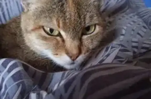 Кошки потеряшки, Искитим, фото: Потеряшка кошка, Искитим, Школьный, д. 8, Искитим — светло-серая, с шишкой на животе