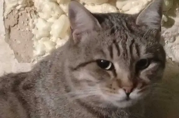 Пропала кошка, Баумана, Ростов-на-Дону — котику 6 лет, зелёные глаза - photo