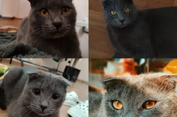 Пропала кошка, Октябрьская, д. 415, Ессентуки — серый вислоухий кот - photo