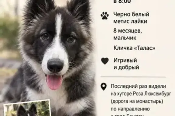 Собаки потеряшки, Пятигорск, фото: Потеряшка собака Мальчик, Пятигорск (rl1269062)