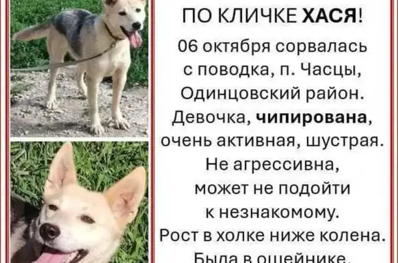 Пропала собака, Поселок Часцы (г Одинцово), Одинцово — убежала с поводка - photo