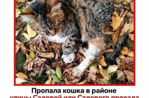 Пропала кошка, Садовый, Подольск — ищут очевидцев жестокого обращения - photo