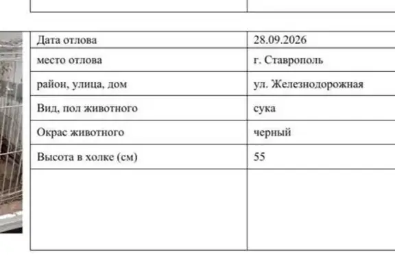 Пропала собака, Железнодорожная, Ставрополь — чёрная девочка с белыми носочками и грудкой - photo