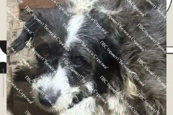 Пропала собака, Астрахань — 9 лет, чёрная с белыми пятнами - photo