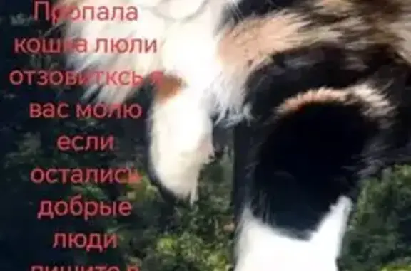 Пропала кошка, Солдатский 2-й, Пенза — мейн-кун, очень пушистая - photo