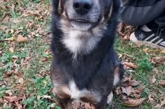 Пропала собака, Лабинск, Лабинск — взрослый доброжелательный мальчик - photo