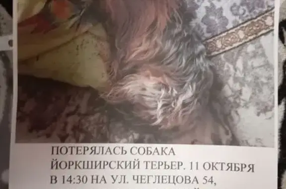 Пропала собака, девочка, Чеглецова, д. 54, Барнаул — рыжая с чёрным подпалом - photo