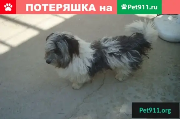 Потеряшка на дачах в Сапун-горе: найдена собака
