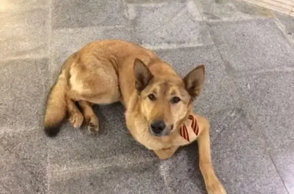 Найдена рыжая собака на метро Китай-город