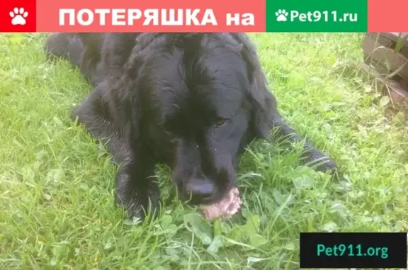 Найдена собака на ул. Боковая в Чапаевке