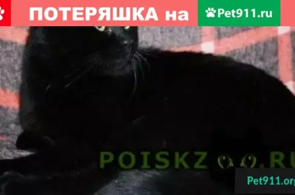 Пропал кот в Подольске на ул. Победы, 23