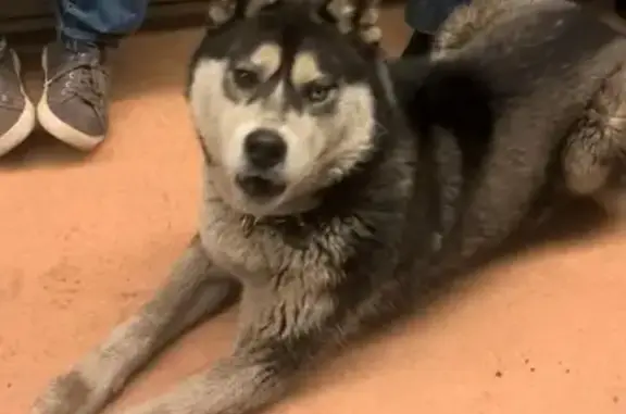 Пропала собака в Москве, ищут хаски в Сокольниках