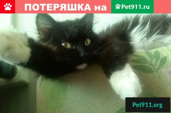 Пропала кошка на ул. Студенческая, 82, ЖБИ